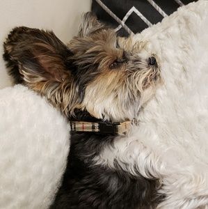 Meet your Posher, Dina